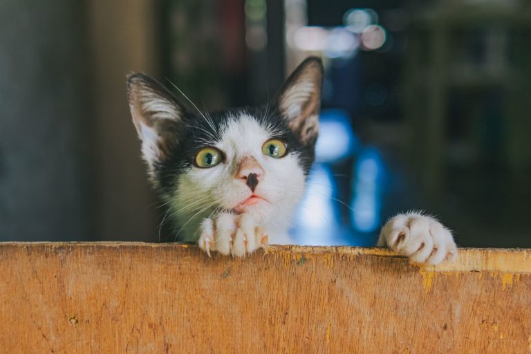Curiosity May Be the Most Important Longevity Skill