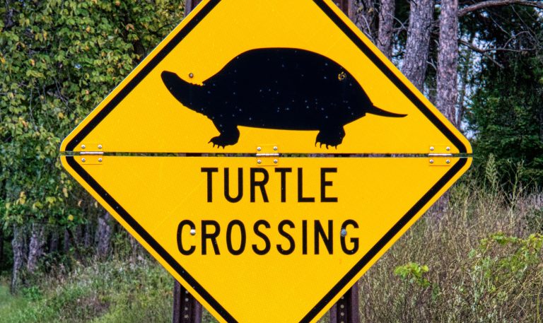 Some of the Hardest Years of Life Come from Running Like a Hare When You Were Built to Move Like a Tortoise