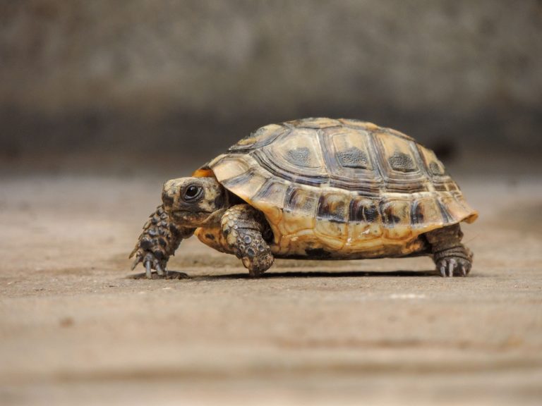 Week 8 — Learning to Slow Down